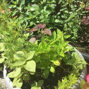 Meet your Posher, Caroline